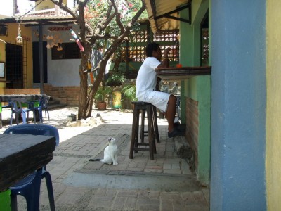 Auch Katzen haben Hunger im "Casa de Felipe" Taganga