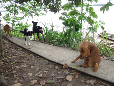 Szene mit Hunden am Ufer des Amazonas in Peru bei Santa Rosa