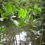 Am Ufer des Amazonas in Kolumbien bei Leticia