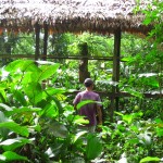 Im Wald am Ufer des Amazonas in Kolumbien bei Leticia