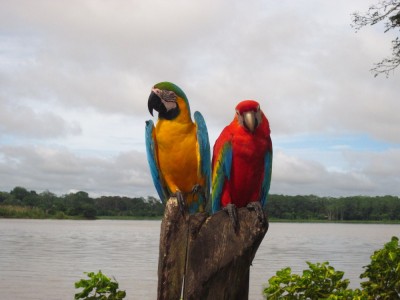Zwei Aras am Ufer des Amazonas in Kolumbien bei Leticia